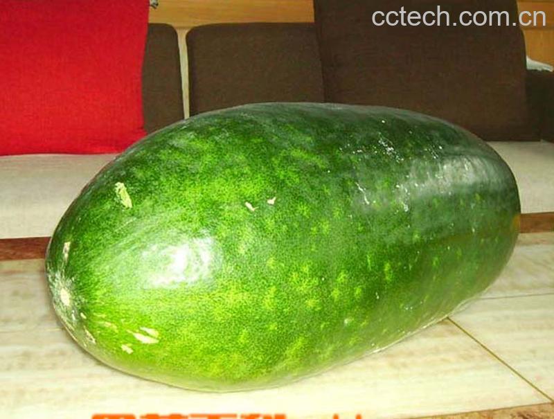 果蔬百科冬瓜-0