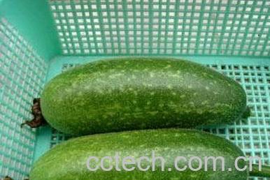 果蔬百科节瓜-0