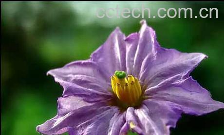 果蔬百科茄子花-0