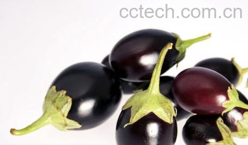 果蔬百科茄子-0