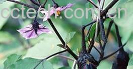 果蔬百科茄子-0