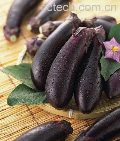 果蔬百科茄子-0