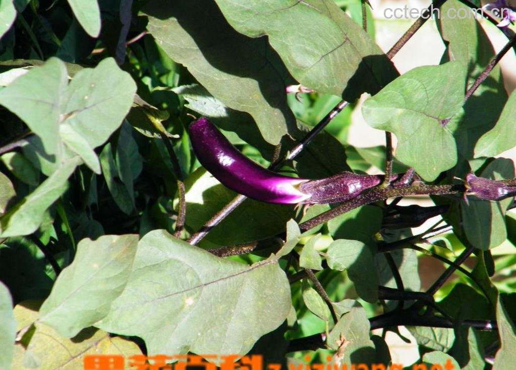 果蔬百科茄子-0