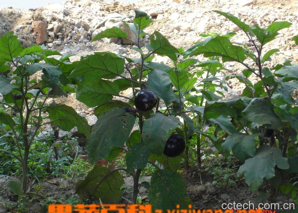 果蔬百科茄子-0