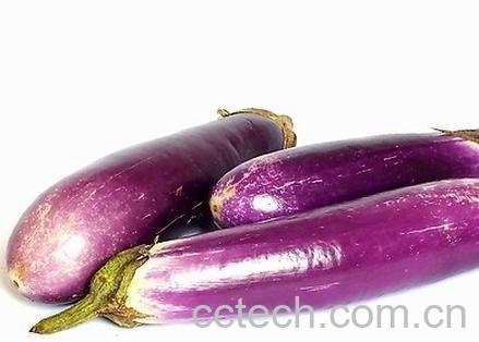 果蔬百科茄子-0