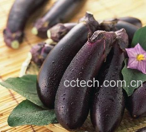 果蔬百科茄子-0