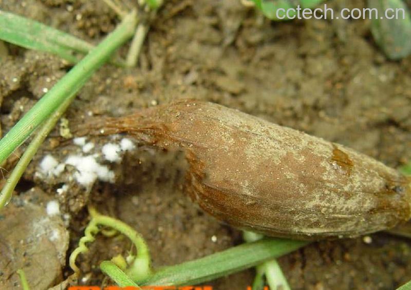 果蔬百科丝瓜绵-0