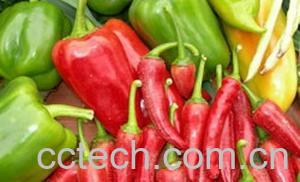 果蔬百科辣椒-0