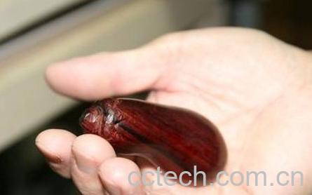 果蔬百科袖珍茄子-0