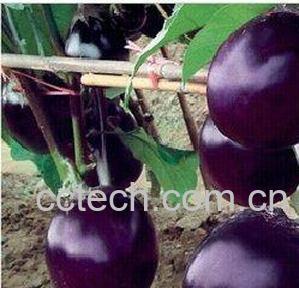 果蔬百科袖珍茄子-0