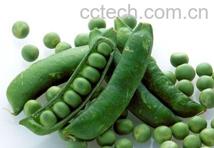 果蔬百科菜豌豆-0