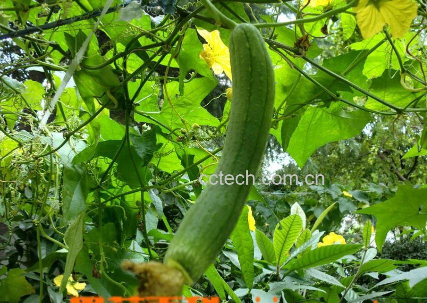 果蔬百科丝瓜-0