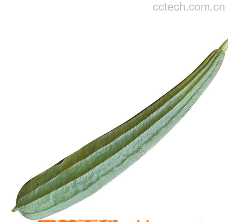 果蔬百科丝瓜-0