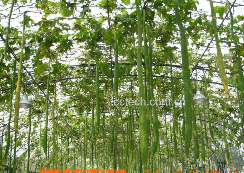 果蔬百科丝瓜-0