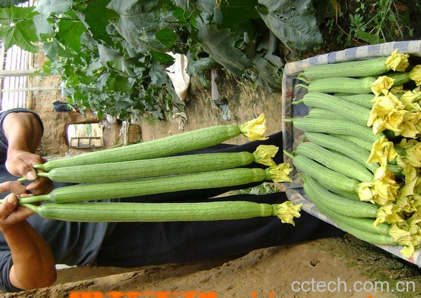 果蔬百科丝瓜-0