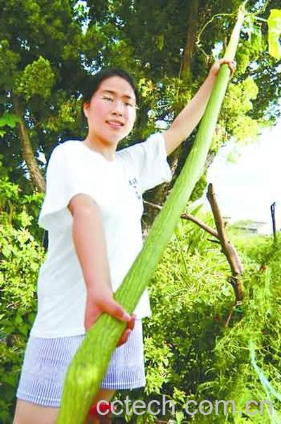 果蔬百科丝瓜-0