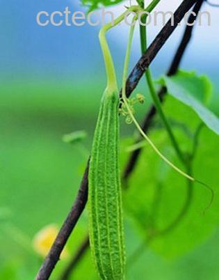 果蔬百科丝瓜-0