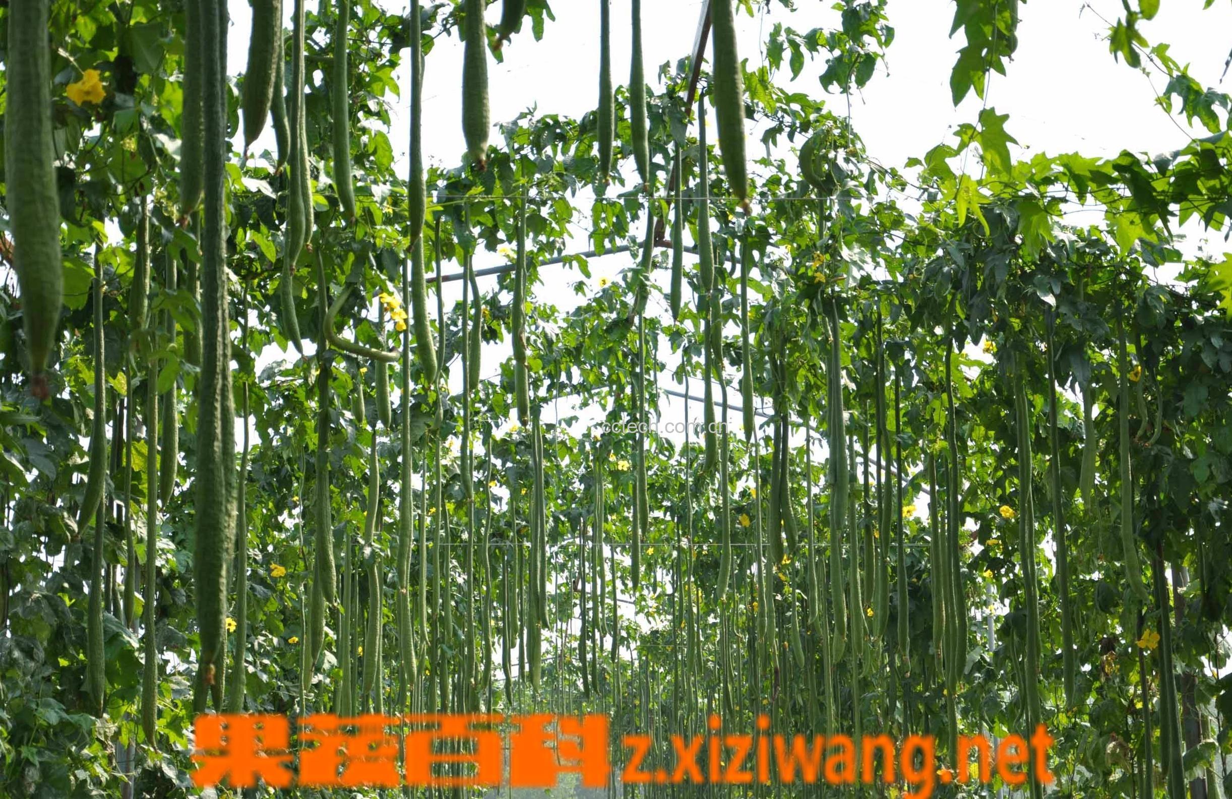 果蔬百科丝瓜-0