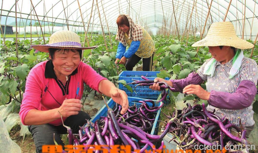 果蔬百科茄子-0