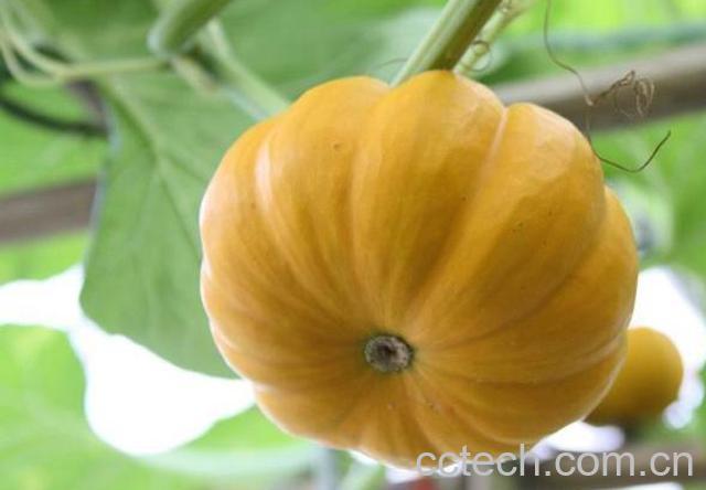 果蔬百科南瓜-0