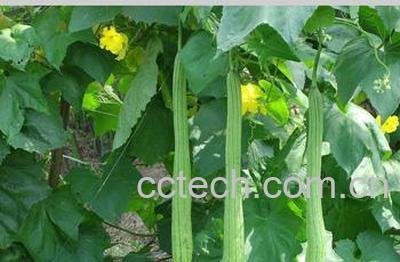 果蔬百科丝瓜-0