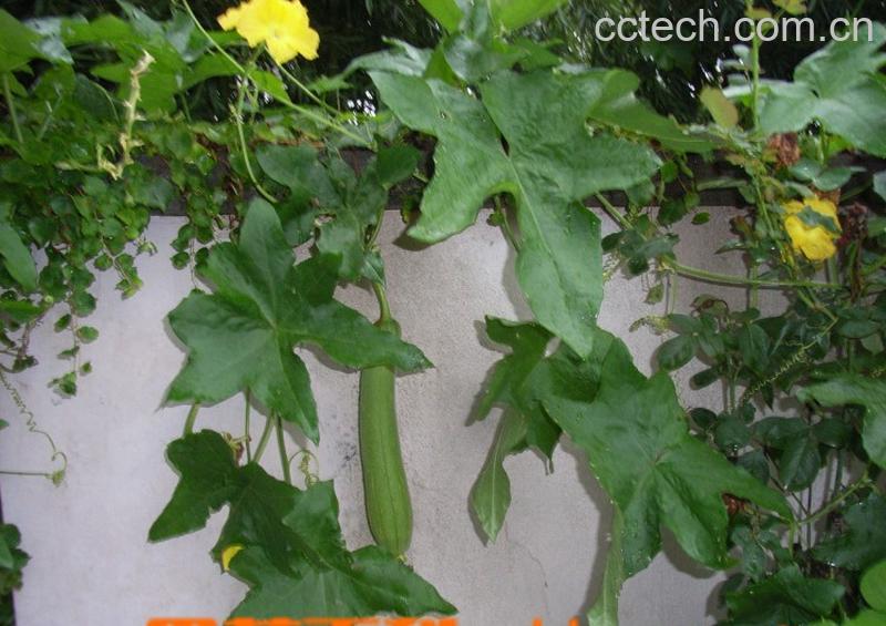 果蔬百科丝瓜-0