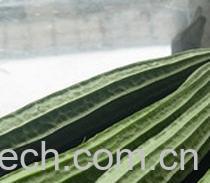 果蔬百科丝瓜-0