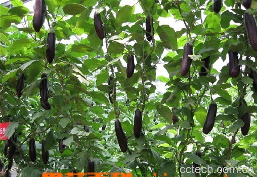 果蔬百科茄子-0