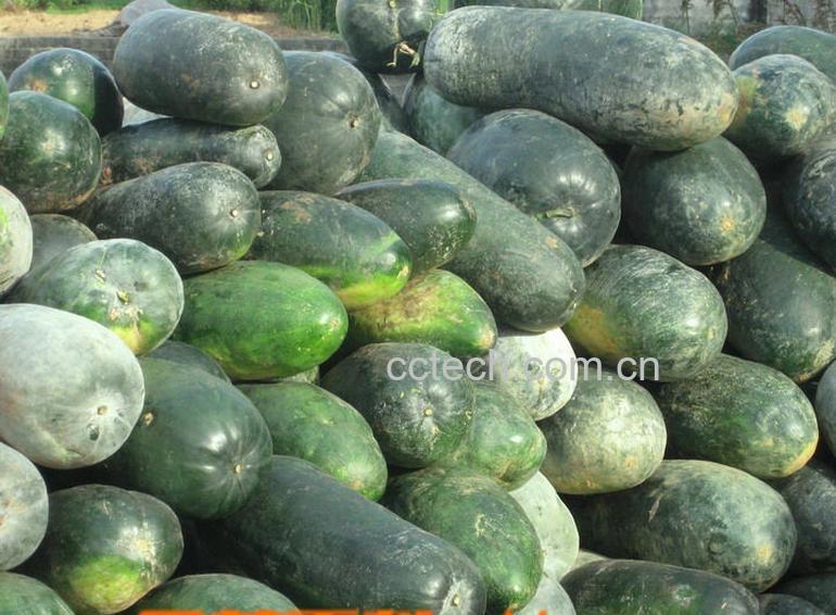 果蔬百科冬瓜-0