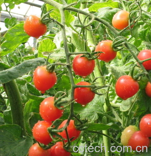 果蔬百科西红柿-0