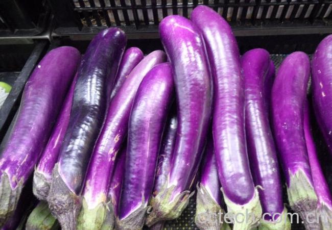 果蔬百科茄子-0