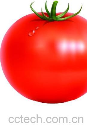 果蔬百科番茄-0
