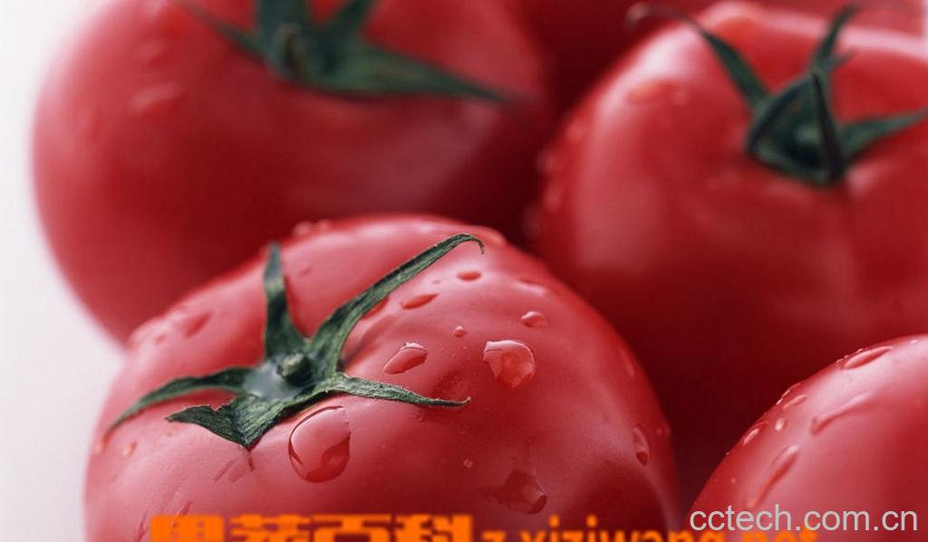 果蔬百科番茄-0