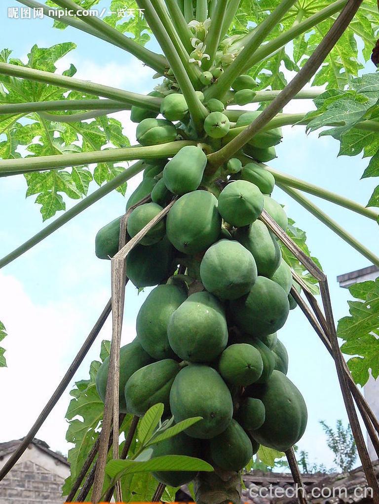 果蔬百科木瓜-0