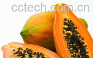 果蔬百科木瓜-0