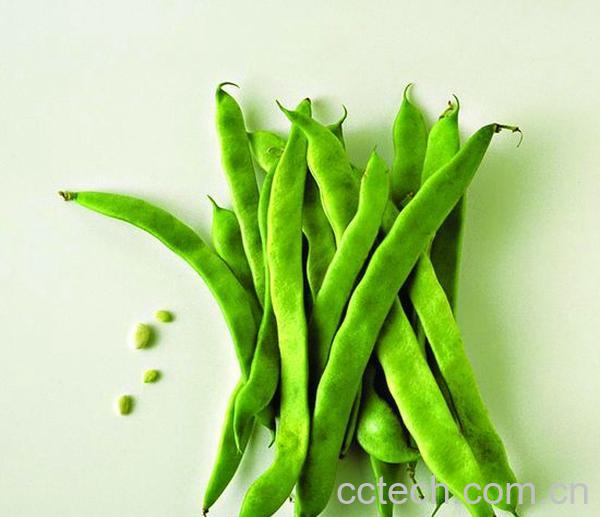 果蔬百科四季豆-0