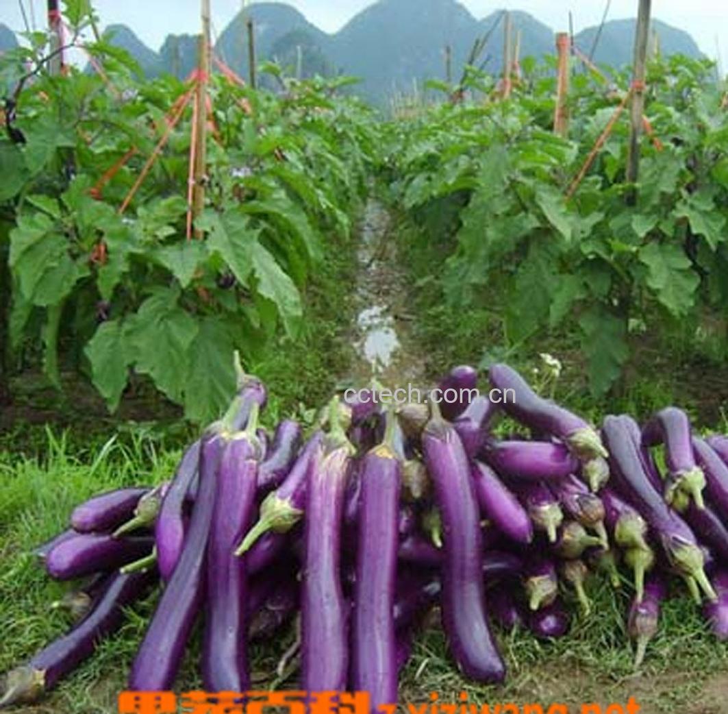 果蔬百科茄子-0