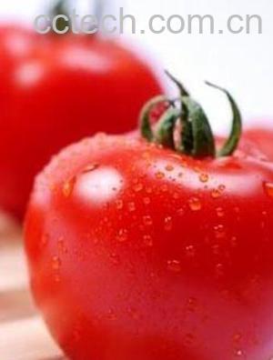 果蔬百科番茄-0