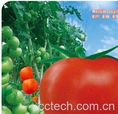 果蔬百科番茄红素-0