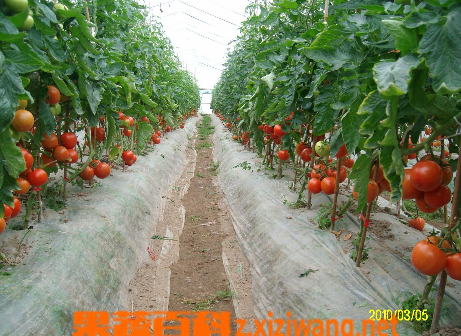 果蔬百科番茄-0