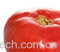 果蔬百科番茄-0