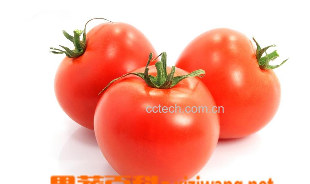 果蔬百科番茄-0