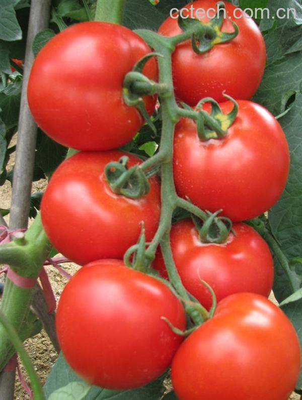 果蔬百科番茄-0