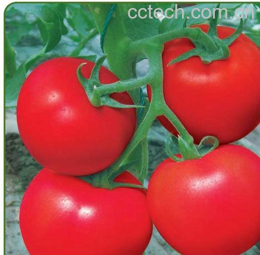 果蔬百科番茄-0