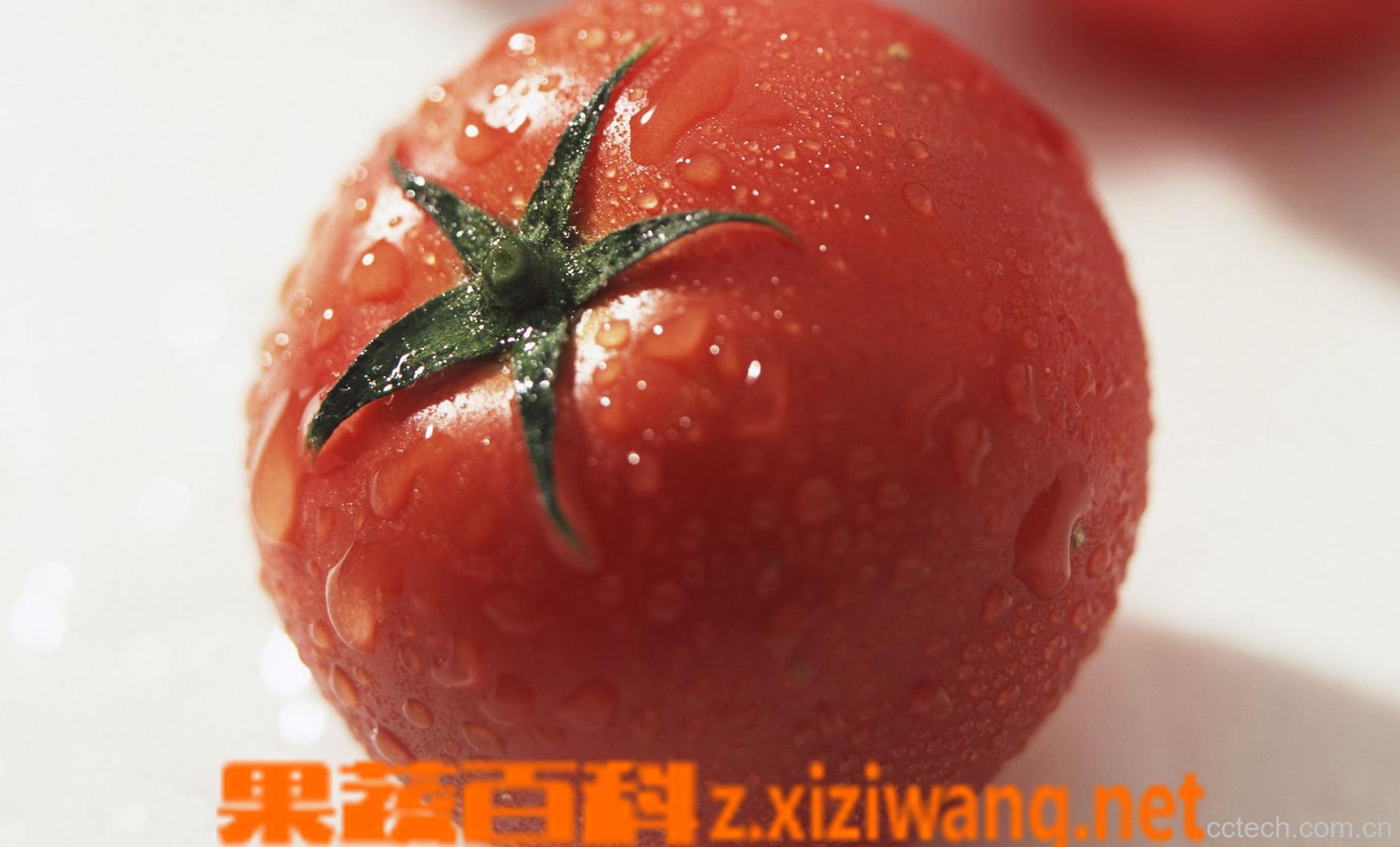 果蔬百科番茄-0