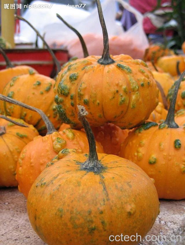 果蔬百科南瓜-0