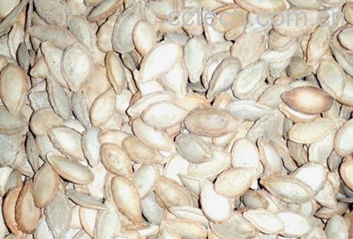 果蔬百科南瓜子-0