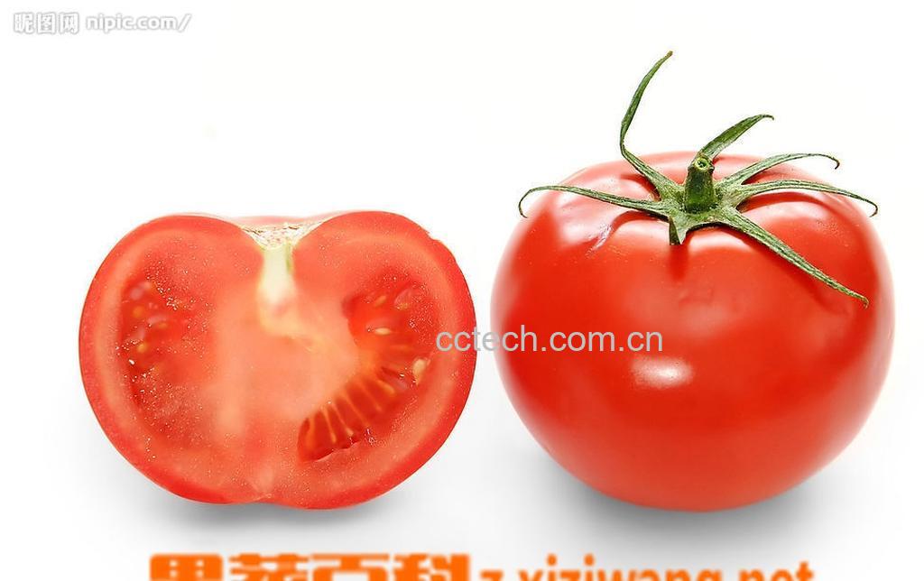 果蔬百科番茄-0