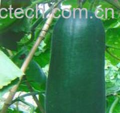 果蔬百科冬瓜-0