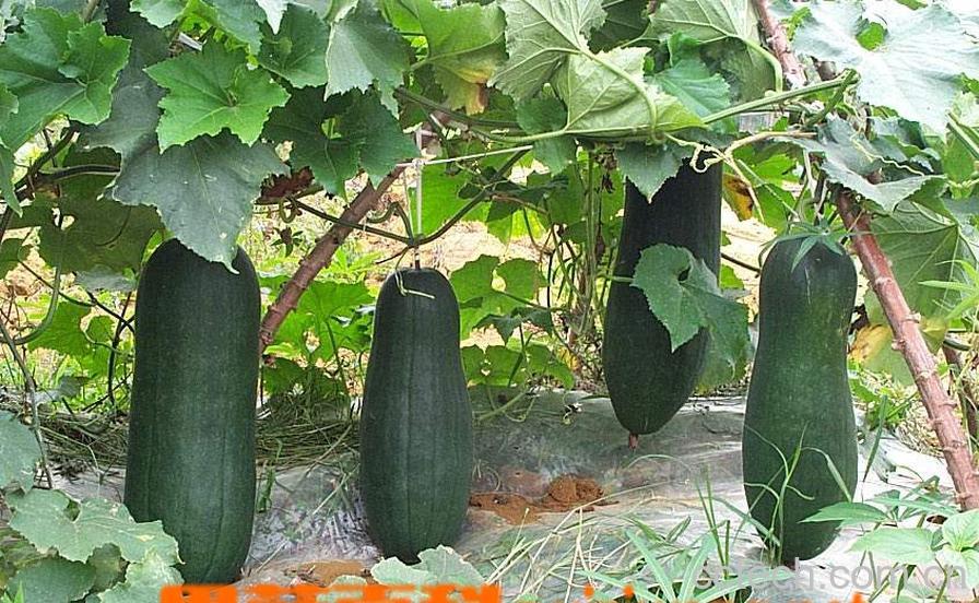 果蔬百科冬瓜-0